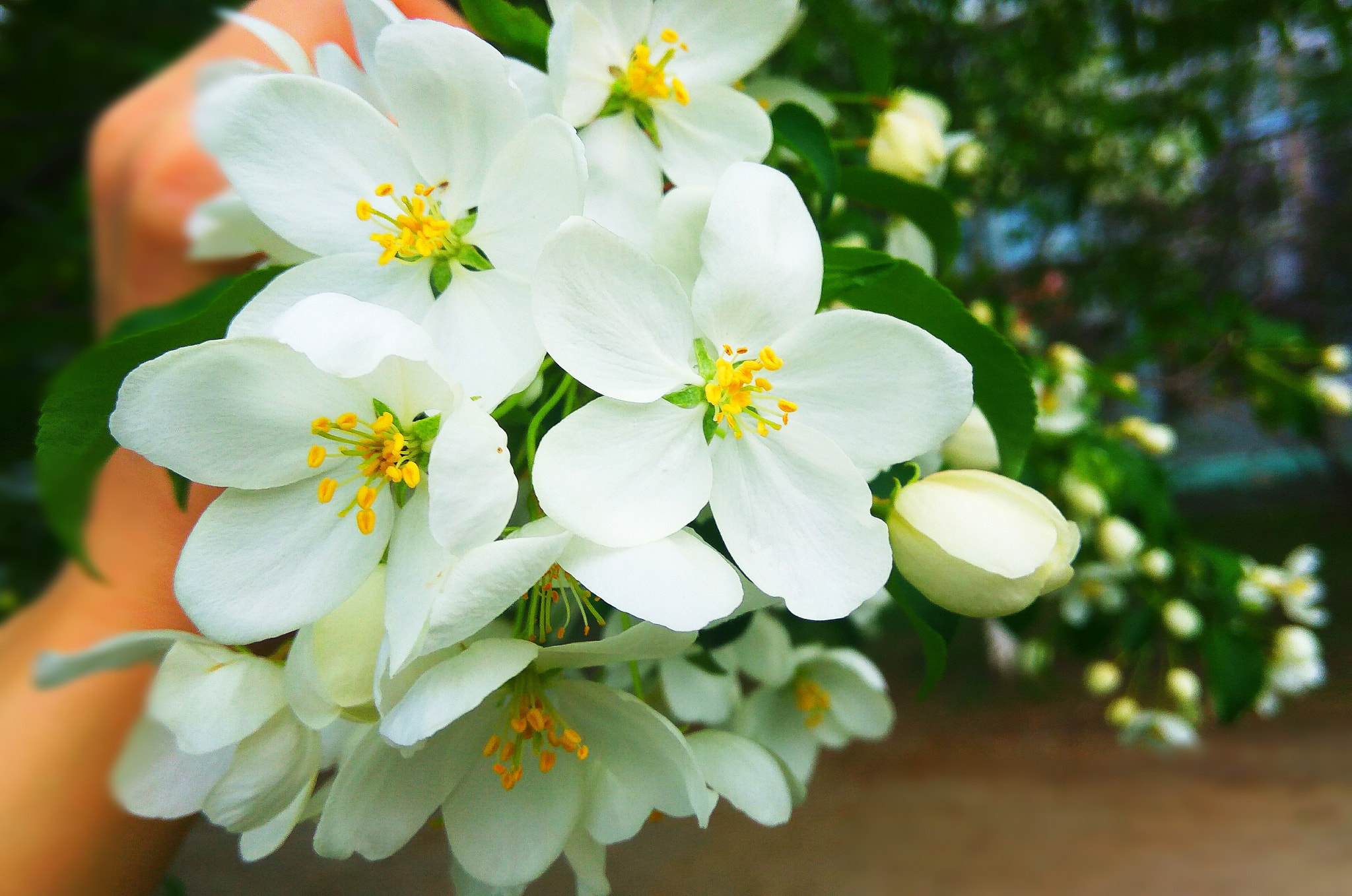 Xiaomi Redmi Note3 sample photo
