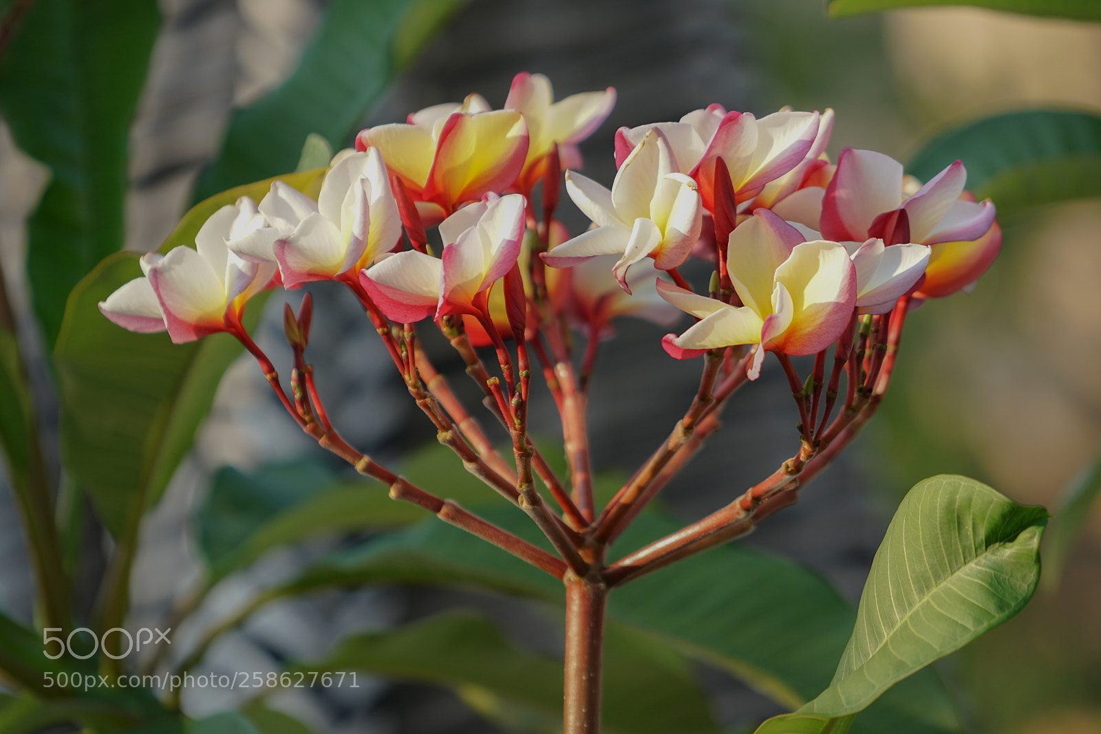Sony a7R II sample photo. Ar photography