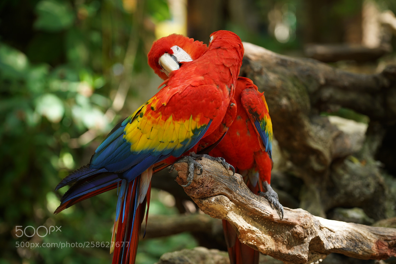 Sony a7R II sample photo. Ar photography
