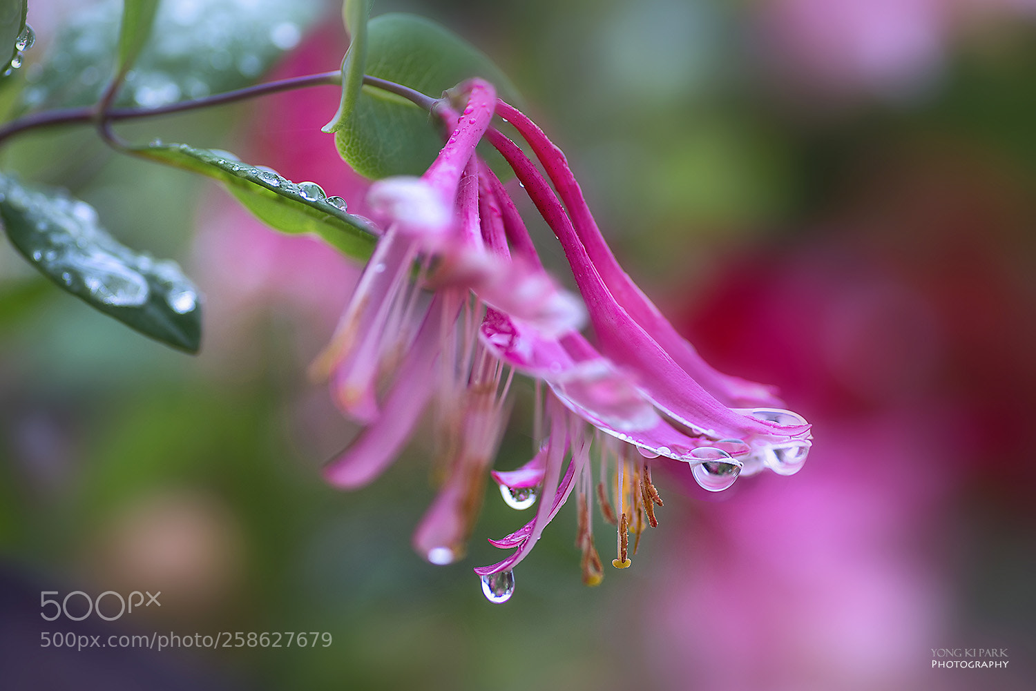 Pentax K-1 sample photo. Dreaming with flowers-3 photography