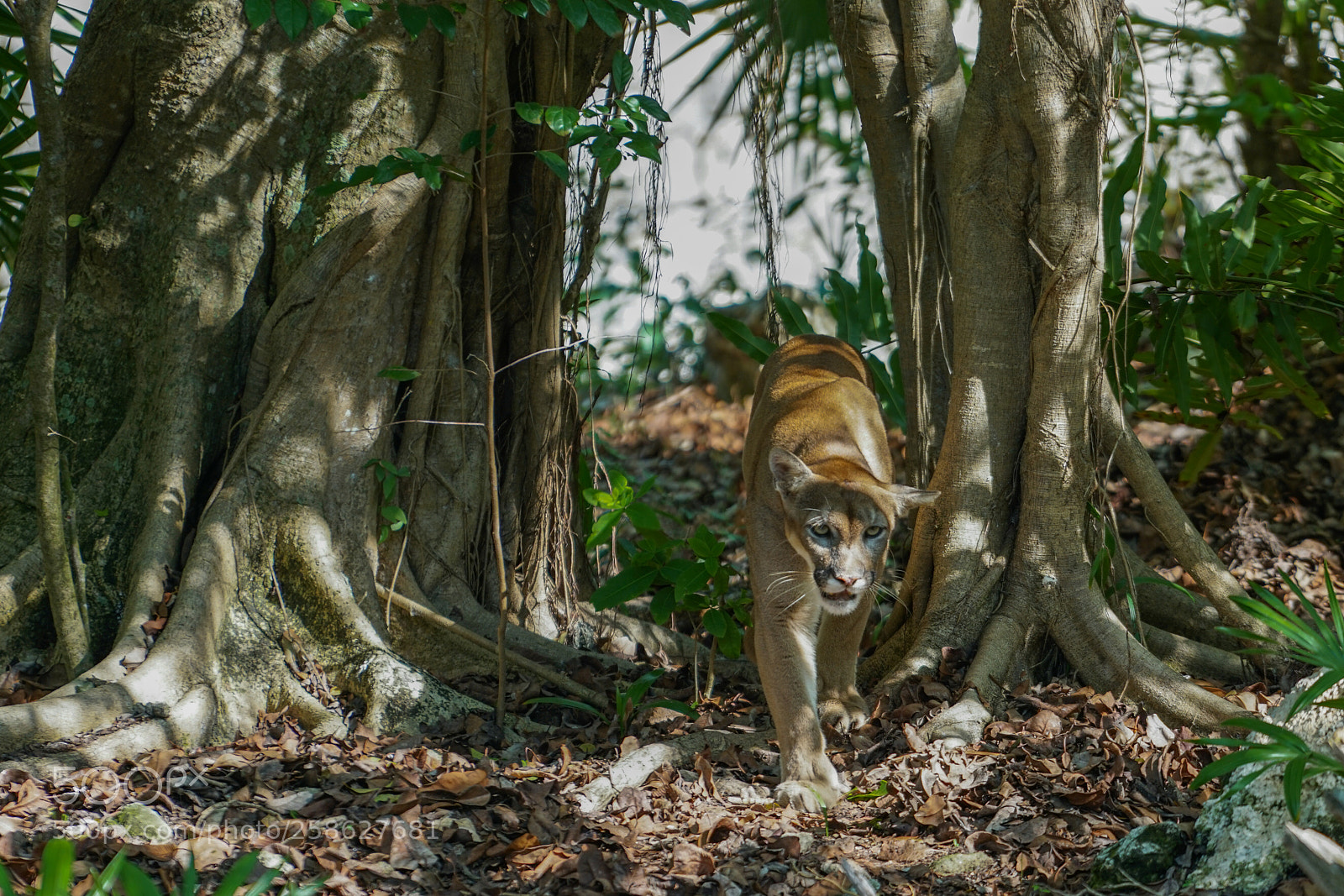 Sony a7R II sample photo. Ar photography
