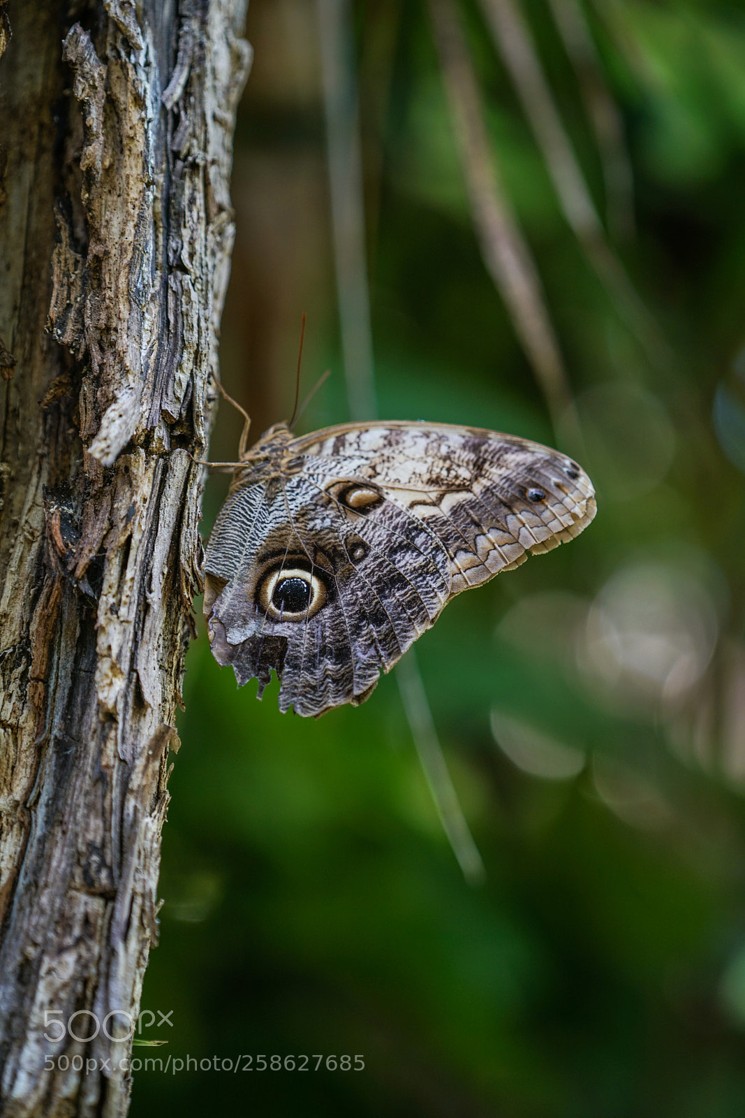 Sony a7R II sample photo. Ar photography