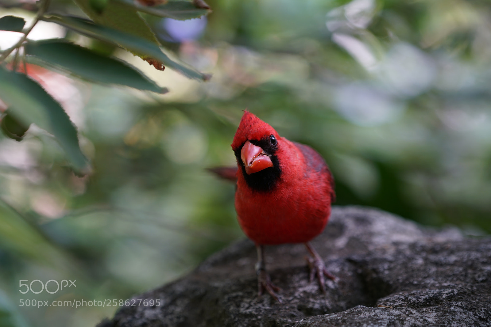 Sony a7R II sample photo. Ar photography