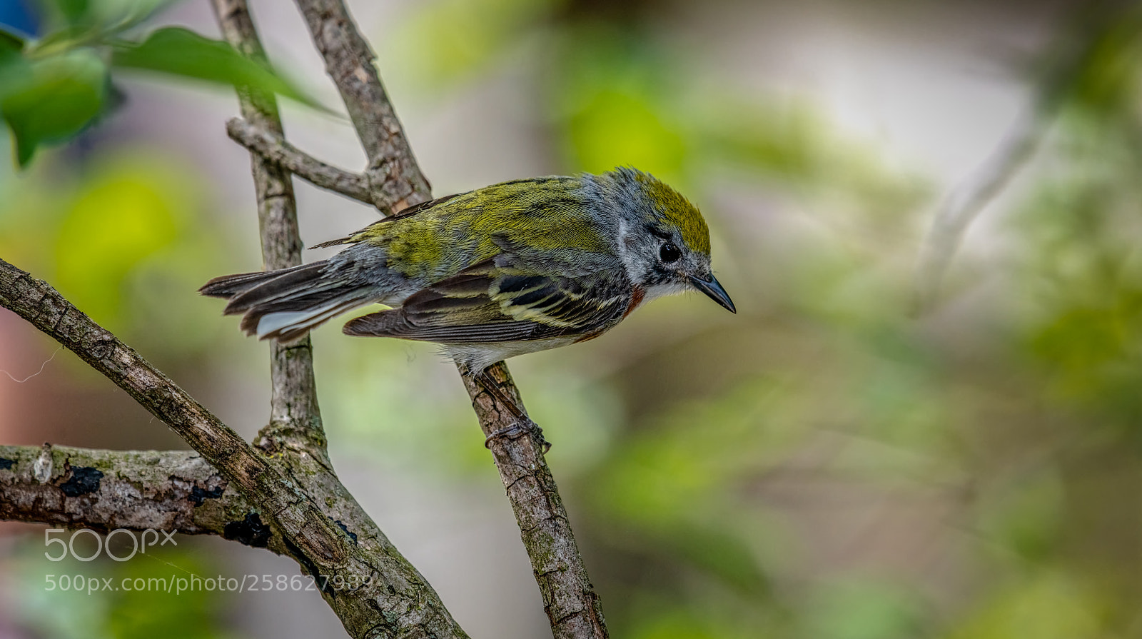 Nikon D850 sample photo. Chestnut-sided warbler photography