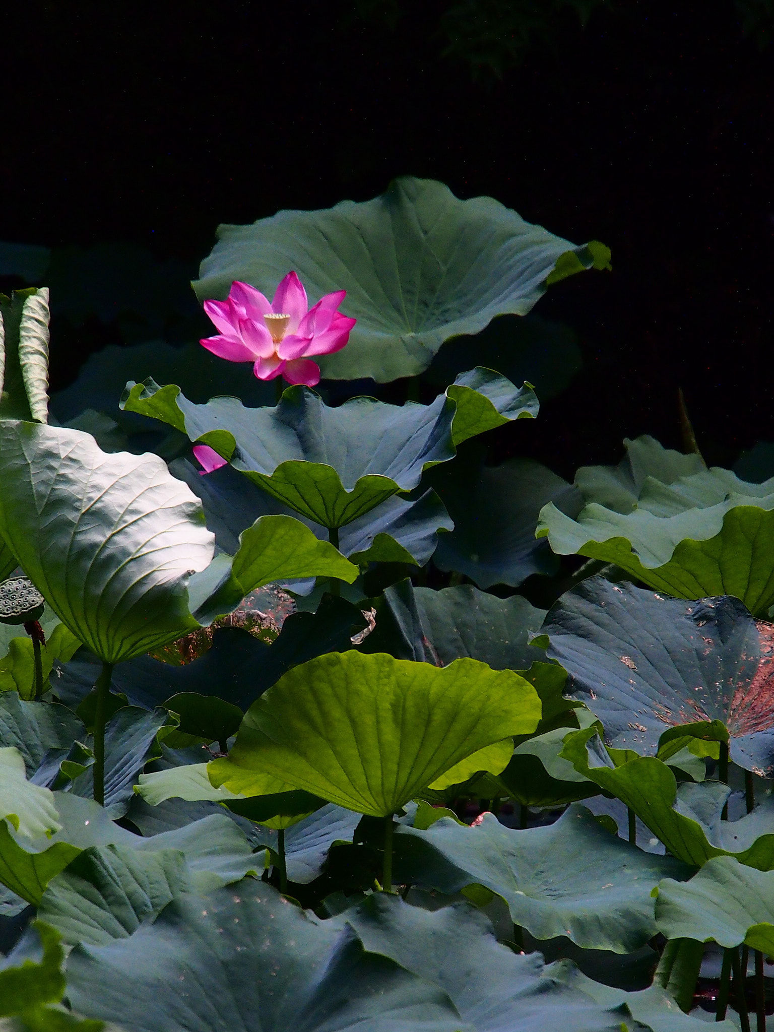 Olympus PEN E-PL6 sample photo. Red lotus flower photography