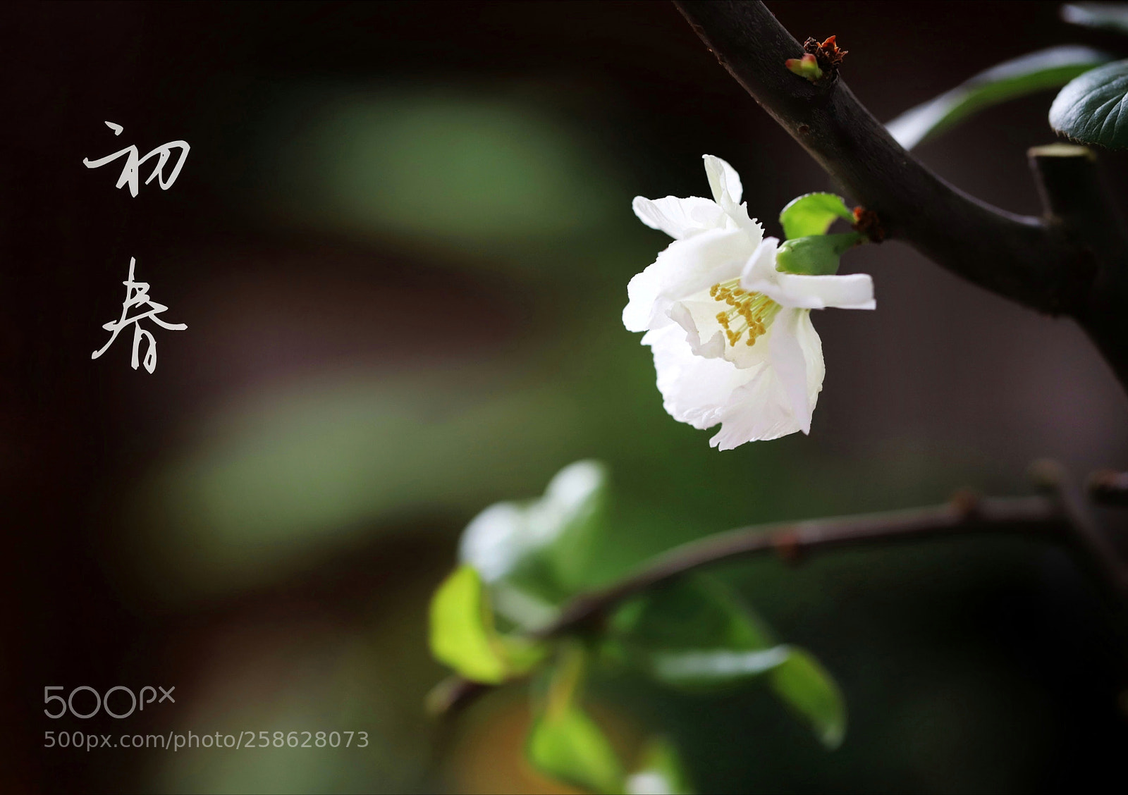 Canon EOS 6D Mark II sample photo. Untitled photography