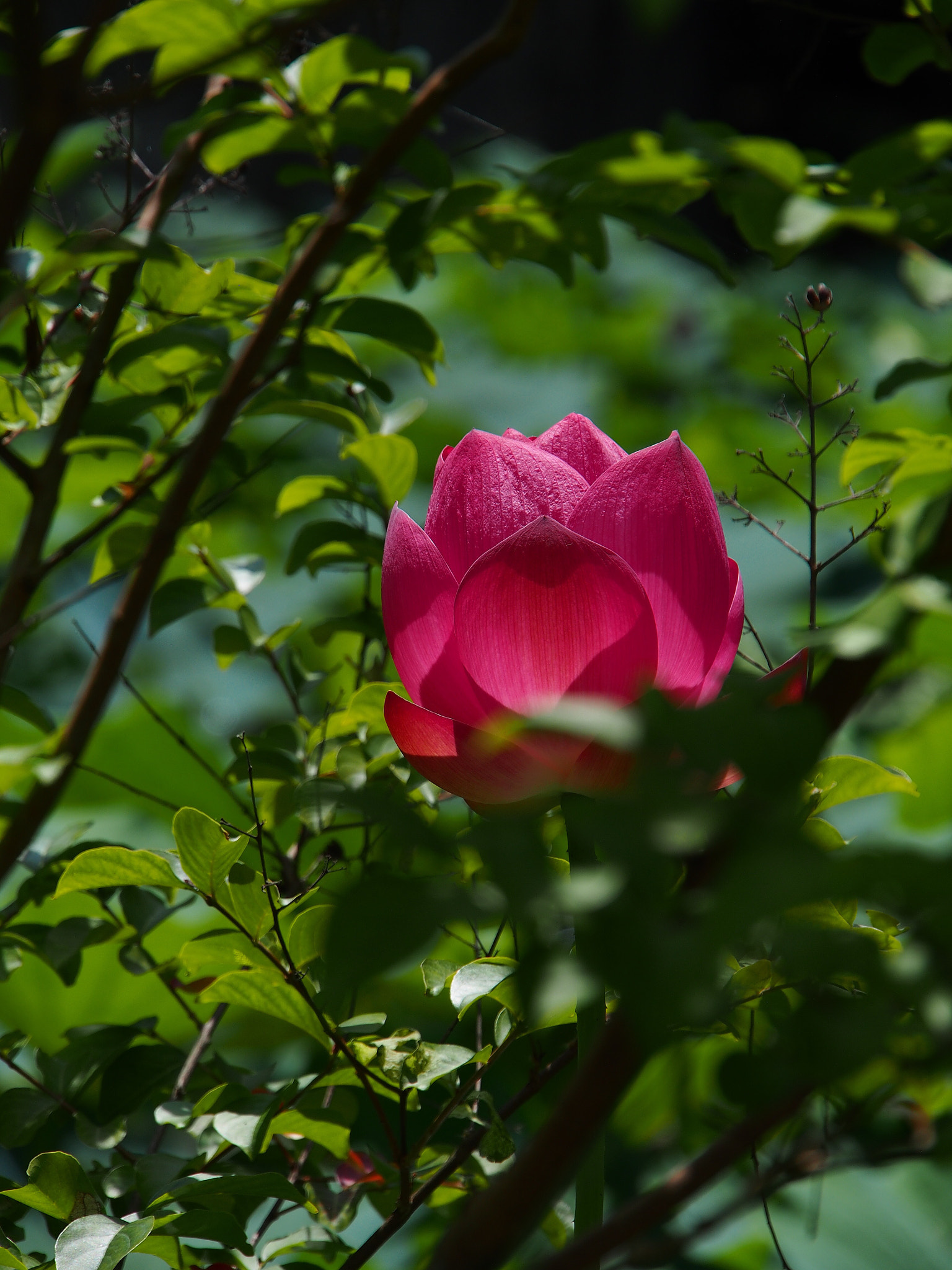 Olympus PEN E-PL6 sample photo. Lotus flower photography
