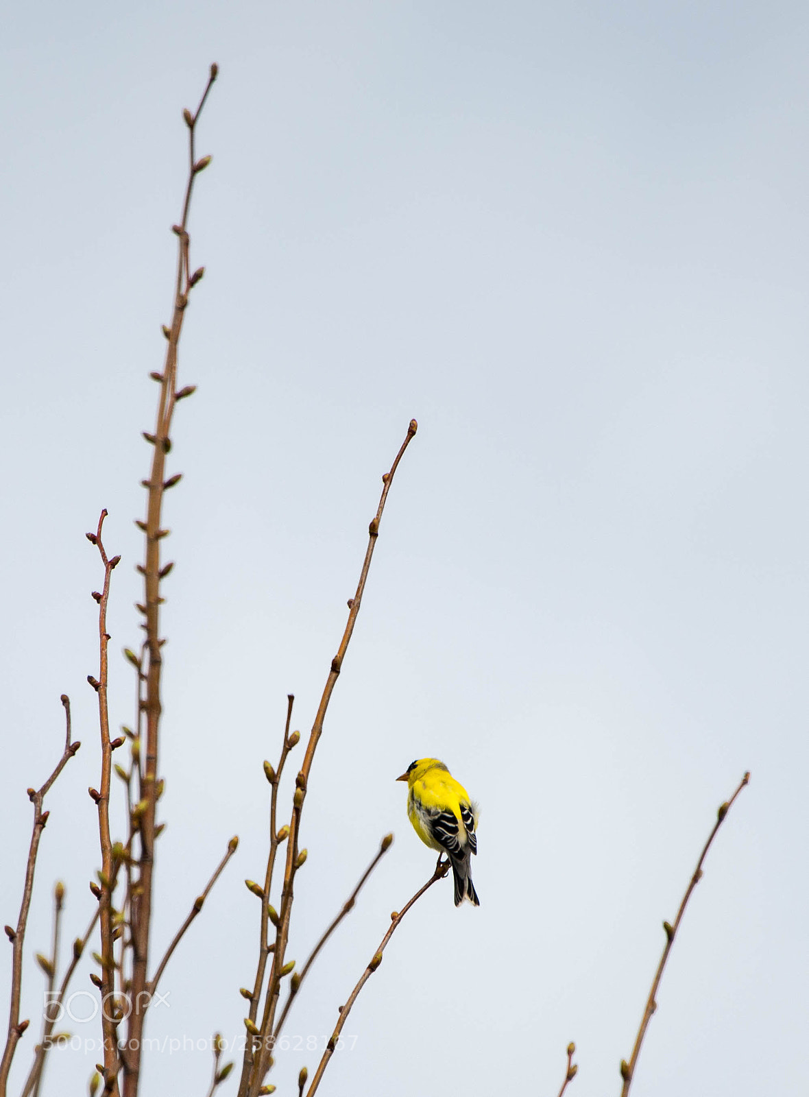 Nikon D800 sample photo. Alone photography