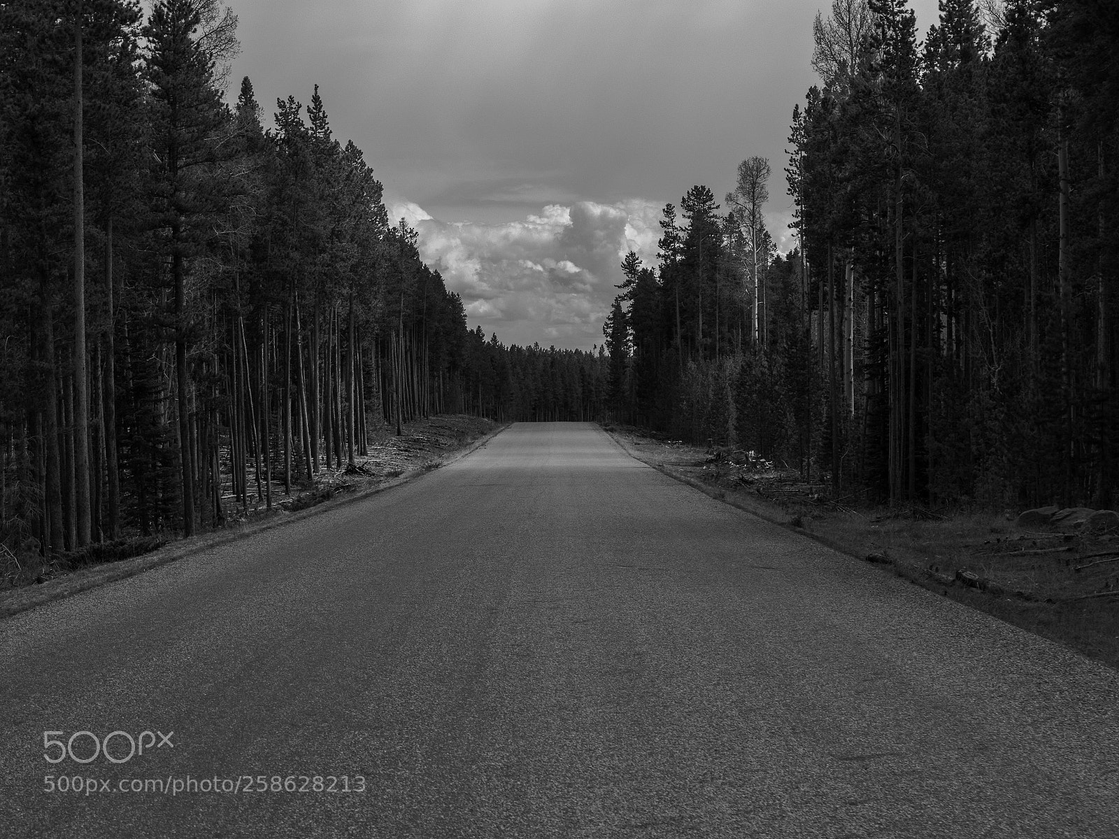 Canon EOS 80D sample photo. Road in forest photography