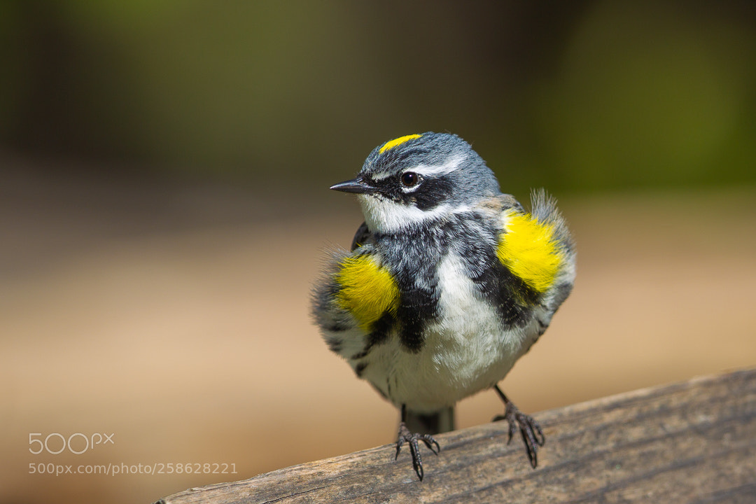 Canon EOS-1D Mark IV sample photo. Yellow-rumped warbler photography