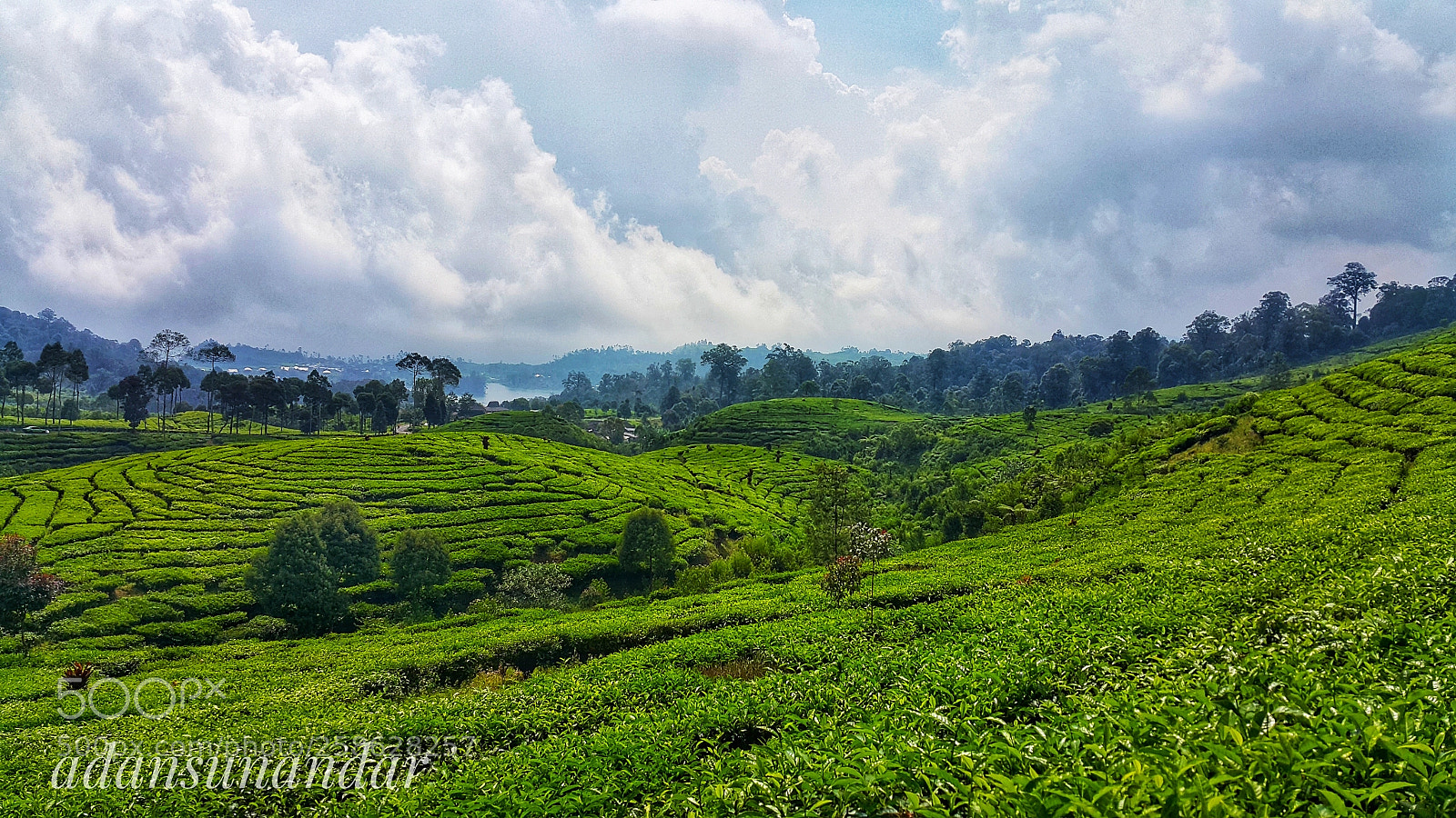 Samsung Galaxy Note4 sample photo. Kebon teh photography