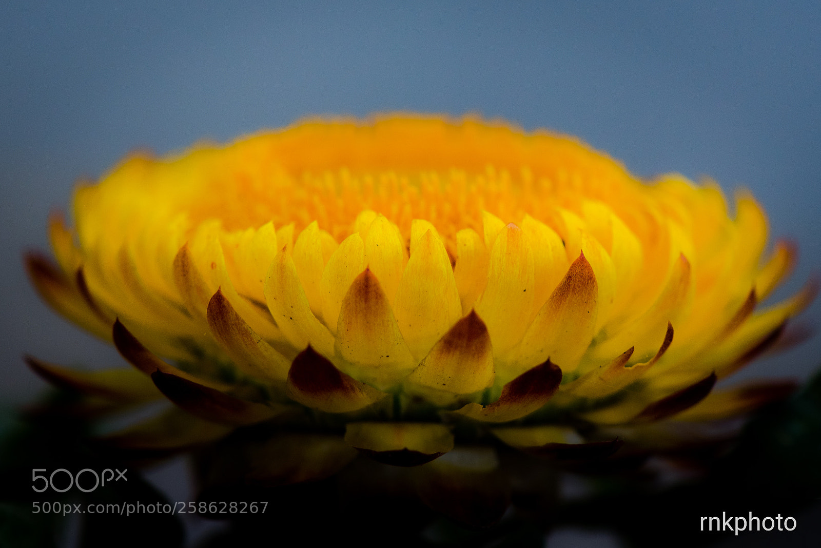 Nikon D750 sample photo. Flowerpower photography