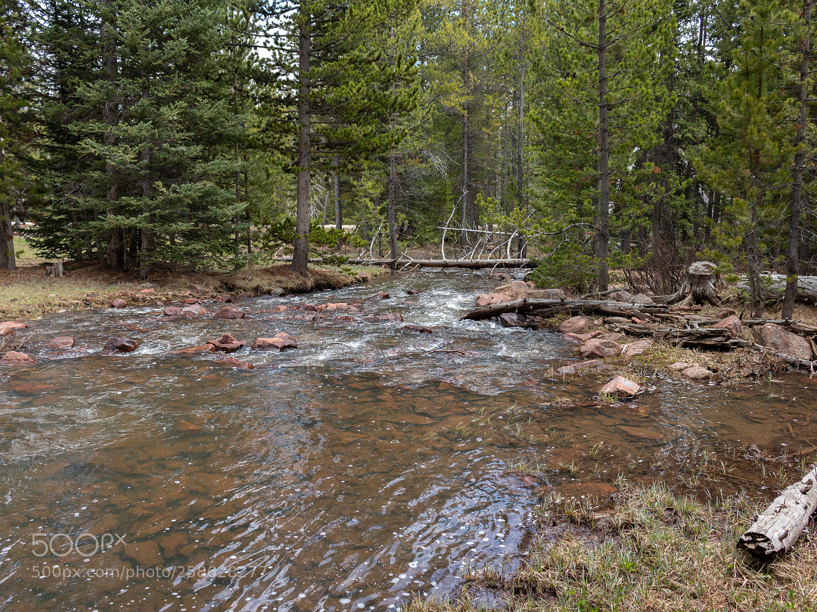 Canon EOS 80D sample photo. River in forest photography