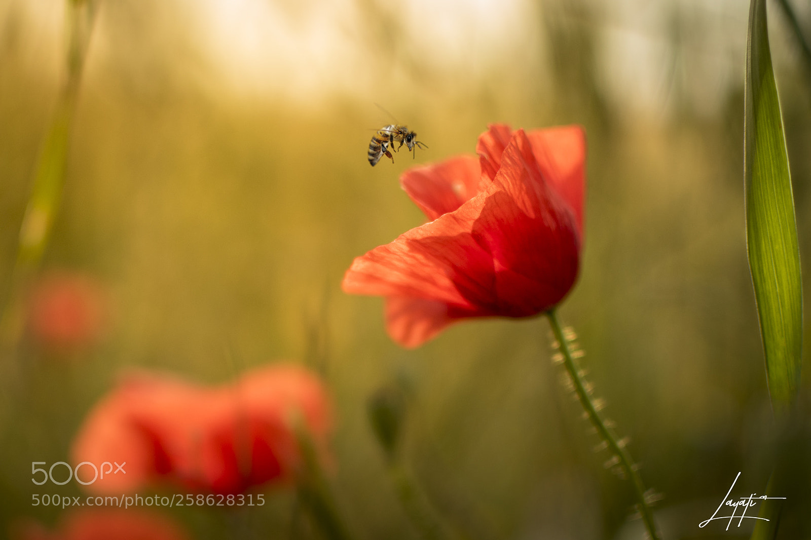 Nikon D5500 sample photo. Springtime photography