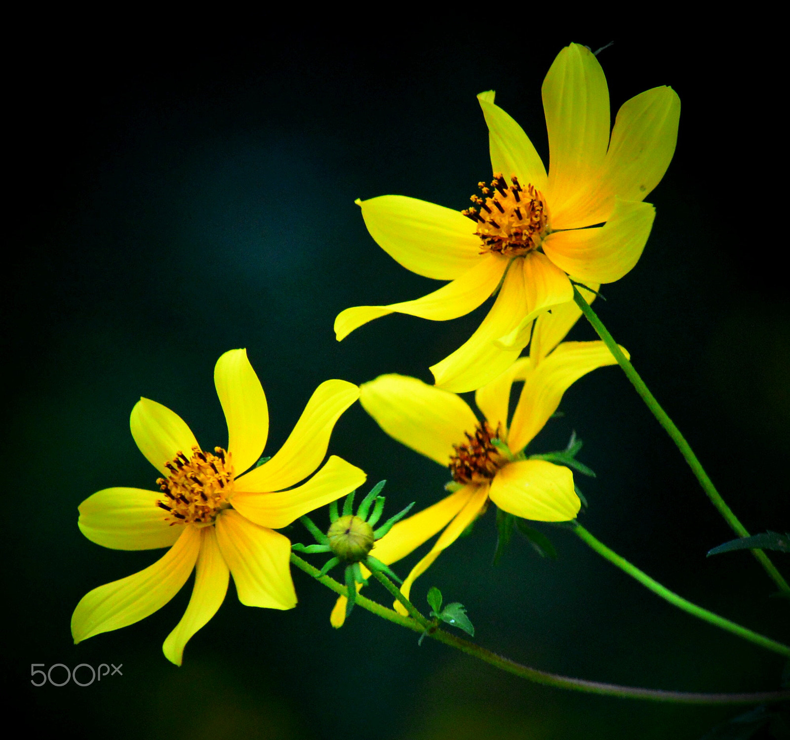 Nikon D3200 sample photo. Beggarticks photography