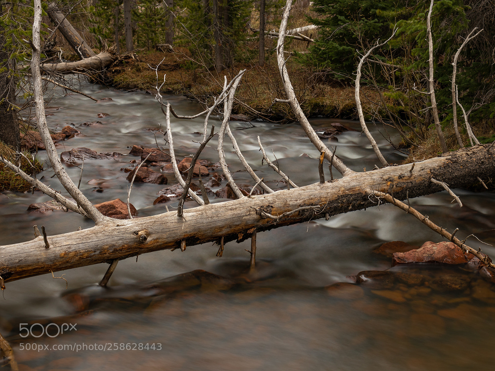Canon EOS 80D sample photo. Tree fallen over river photography