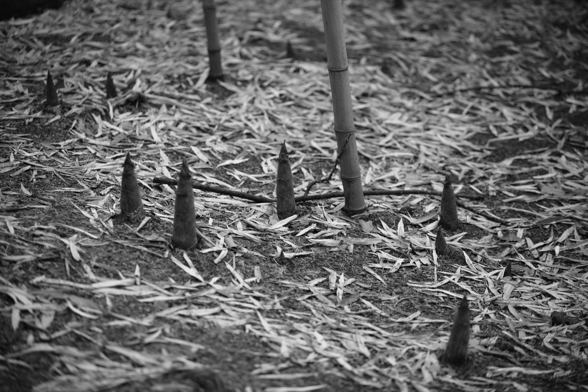 Canon EF 80-200mm f/2.8L sample photo. Bamboo shoots after rain photography