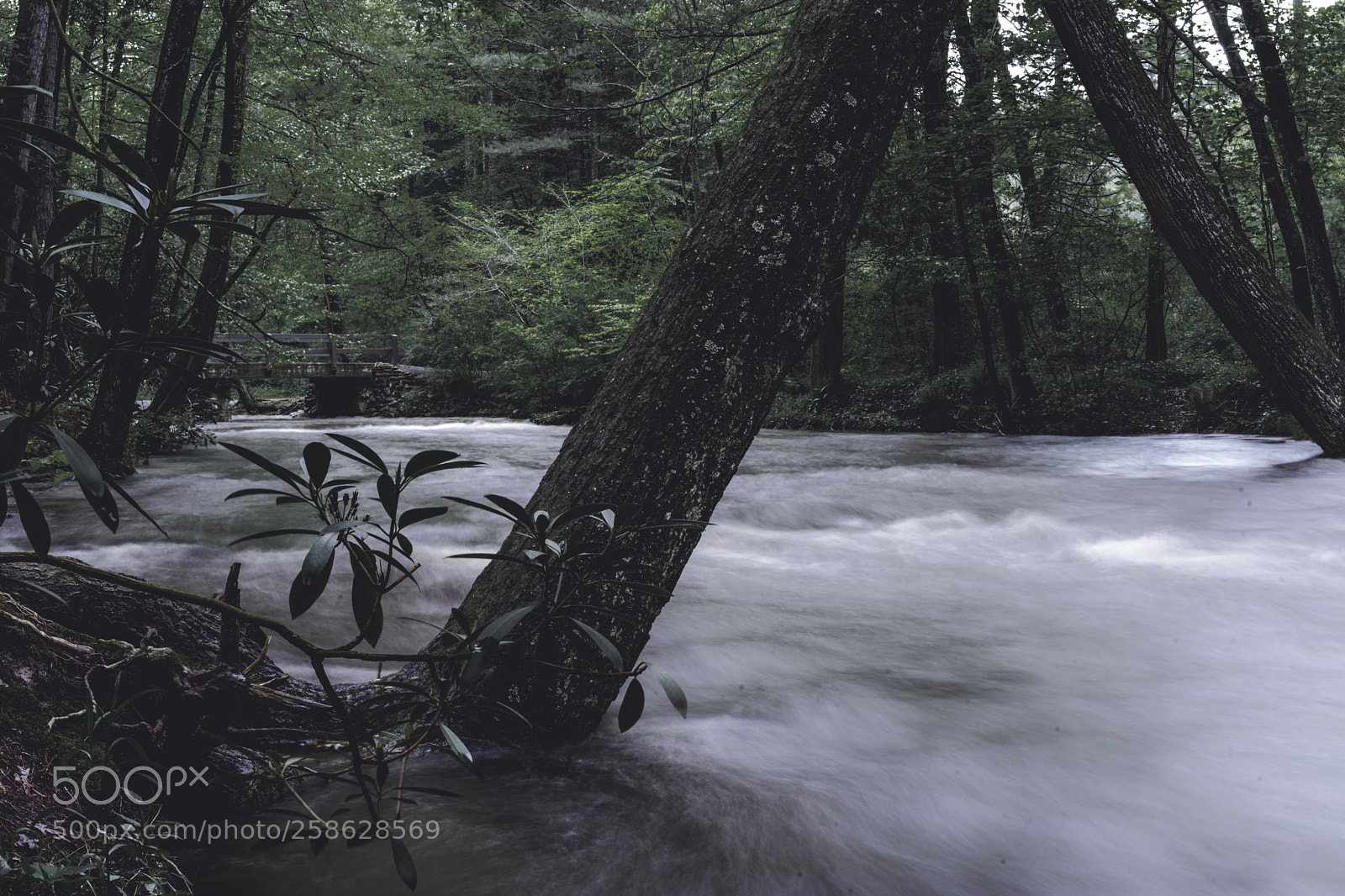 Sony a7 II sample photo. Caledonia state park photography
