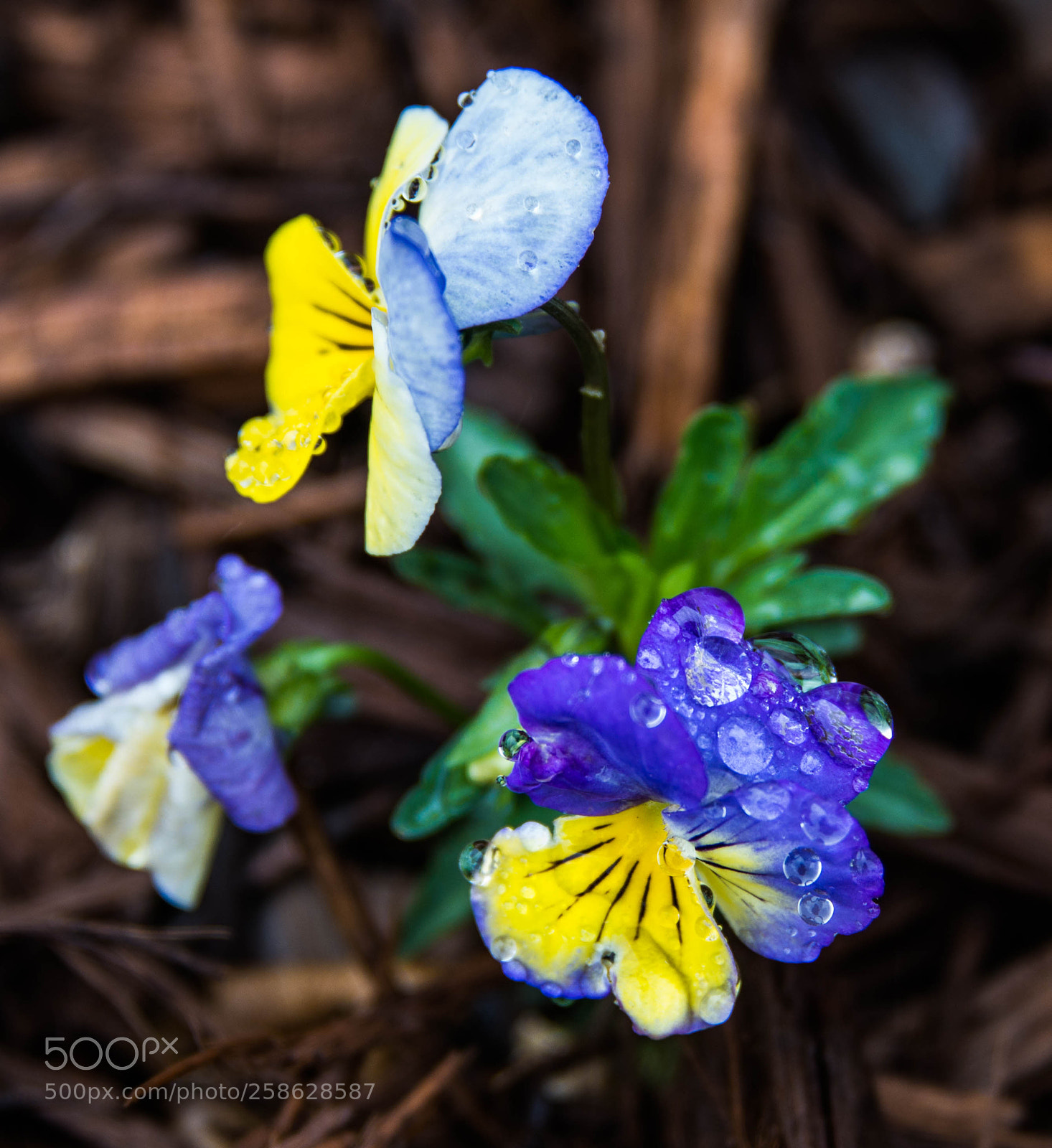 Nikon D800 sample photo. Spring rain photography