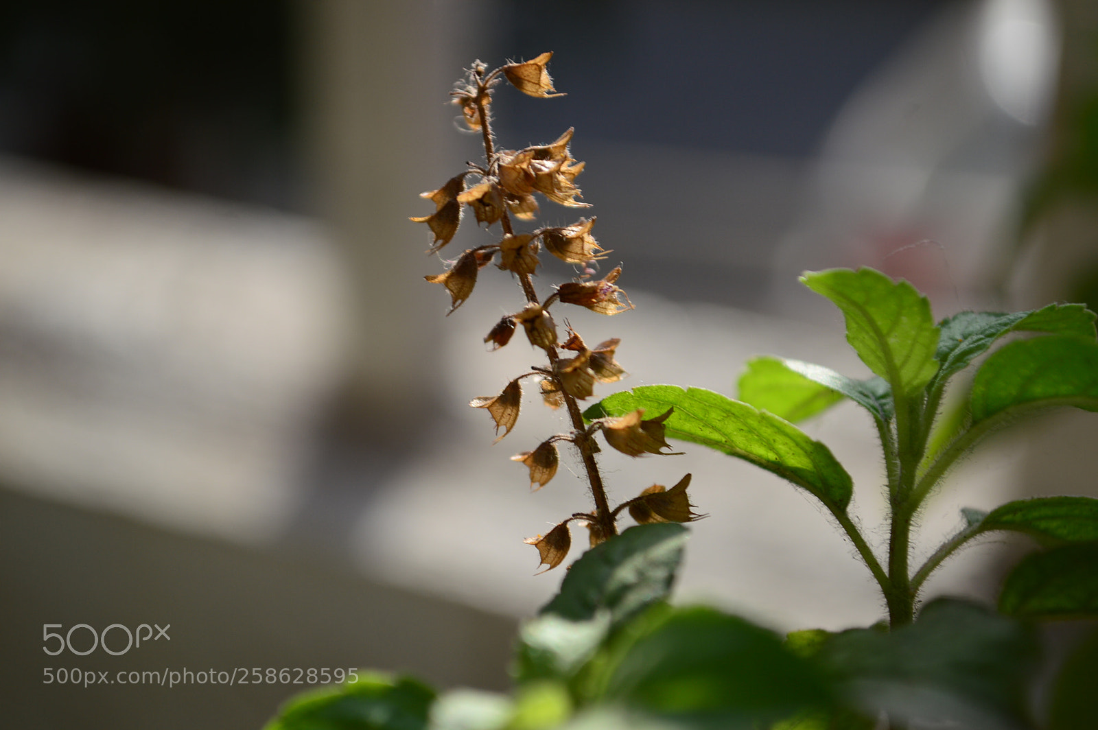 Nikon D3200 sample photo. A random click photography
