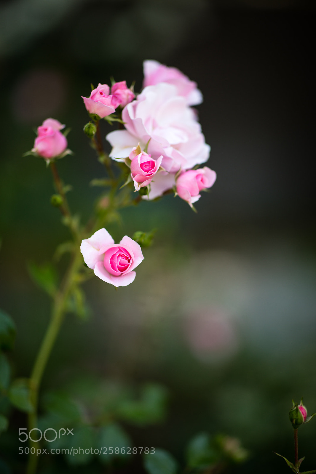 Canon EOS 5DS R sample photo. May. photography