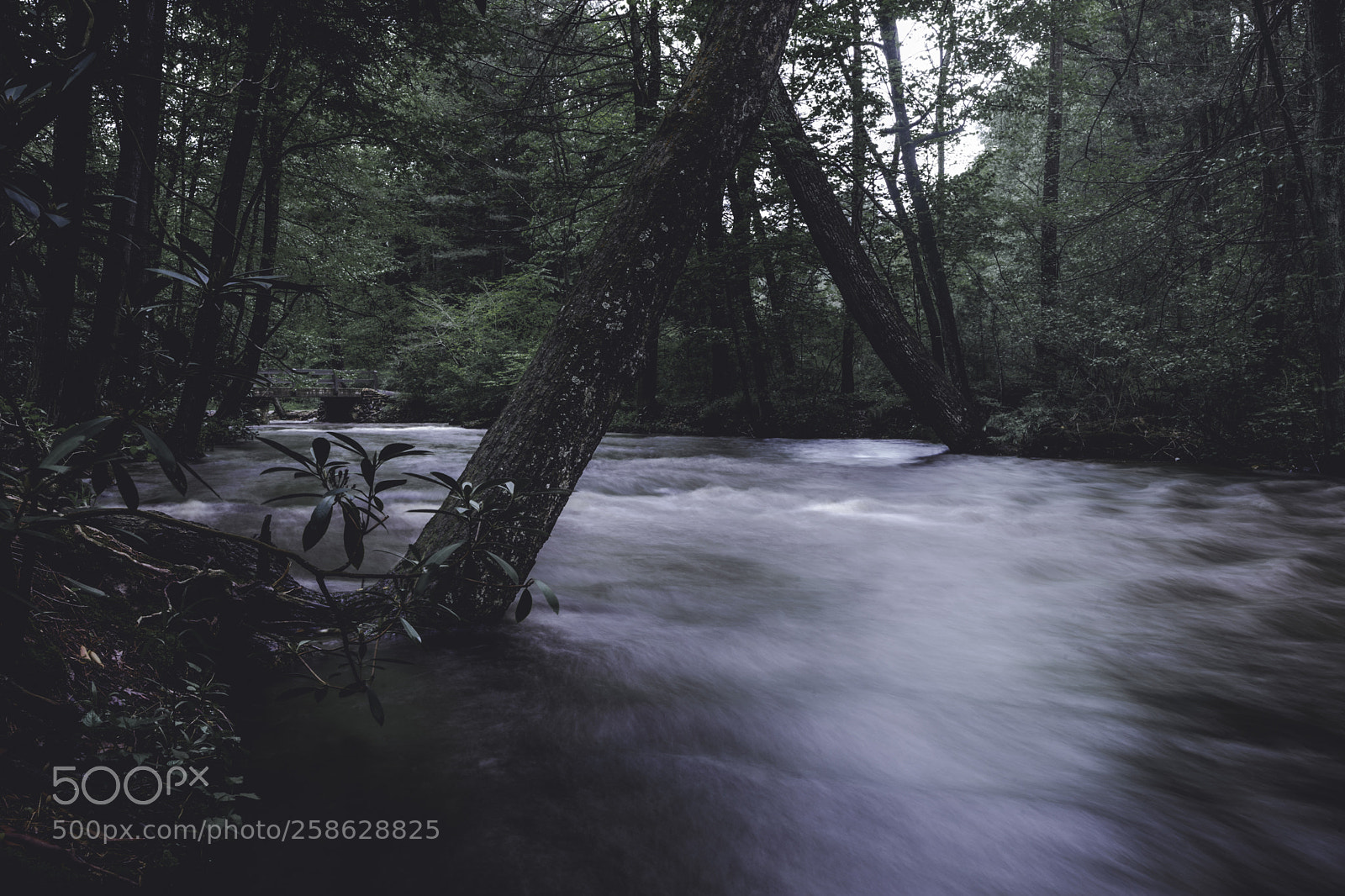 Sony a7 II sample photo. Caledonia state park photography