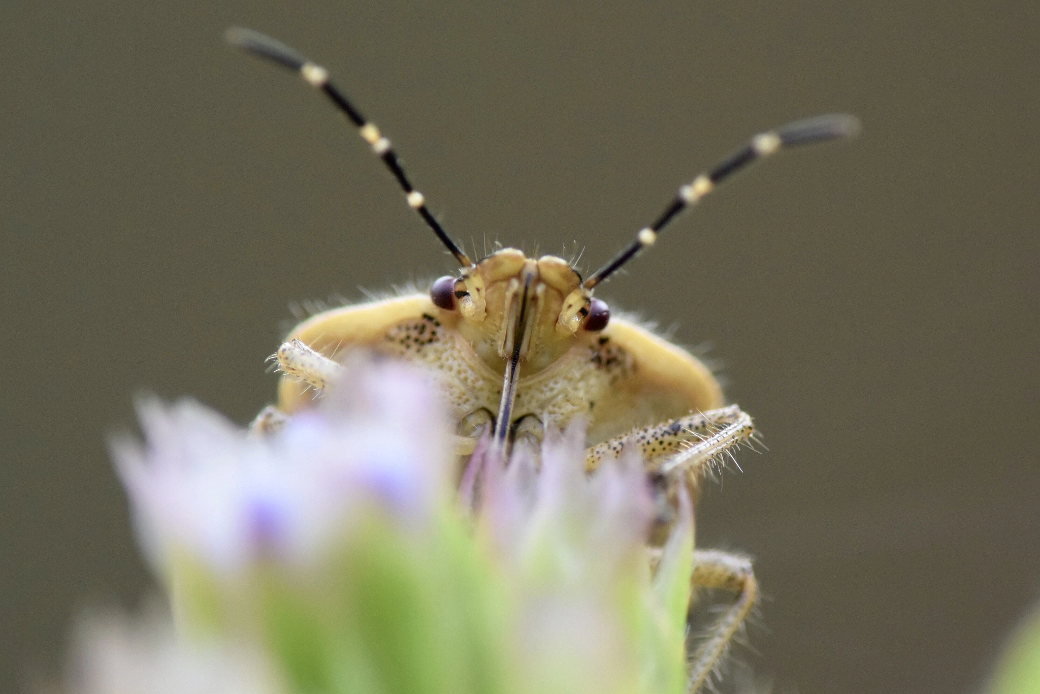 Nikon 1 V3 sample photo. 斑须蝽，dolycoris baccarum photography
