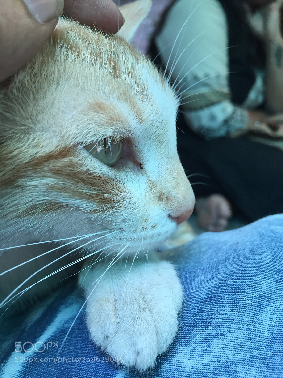 Apple iPhone 6 sample photo. Untitled photography