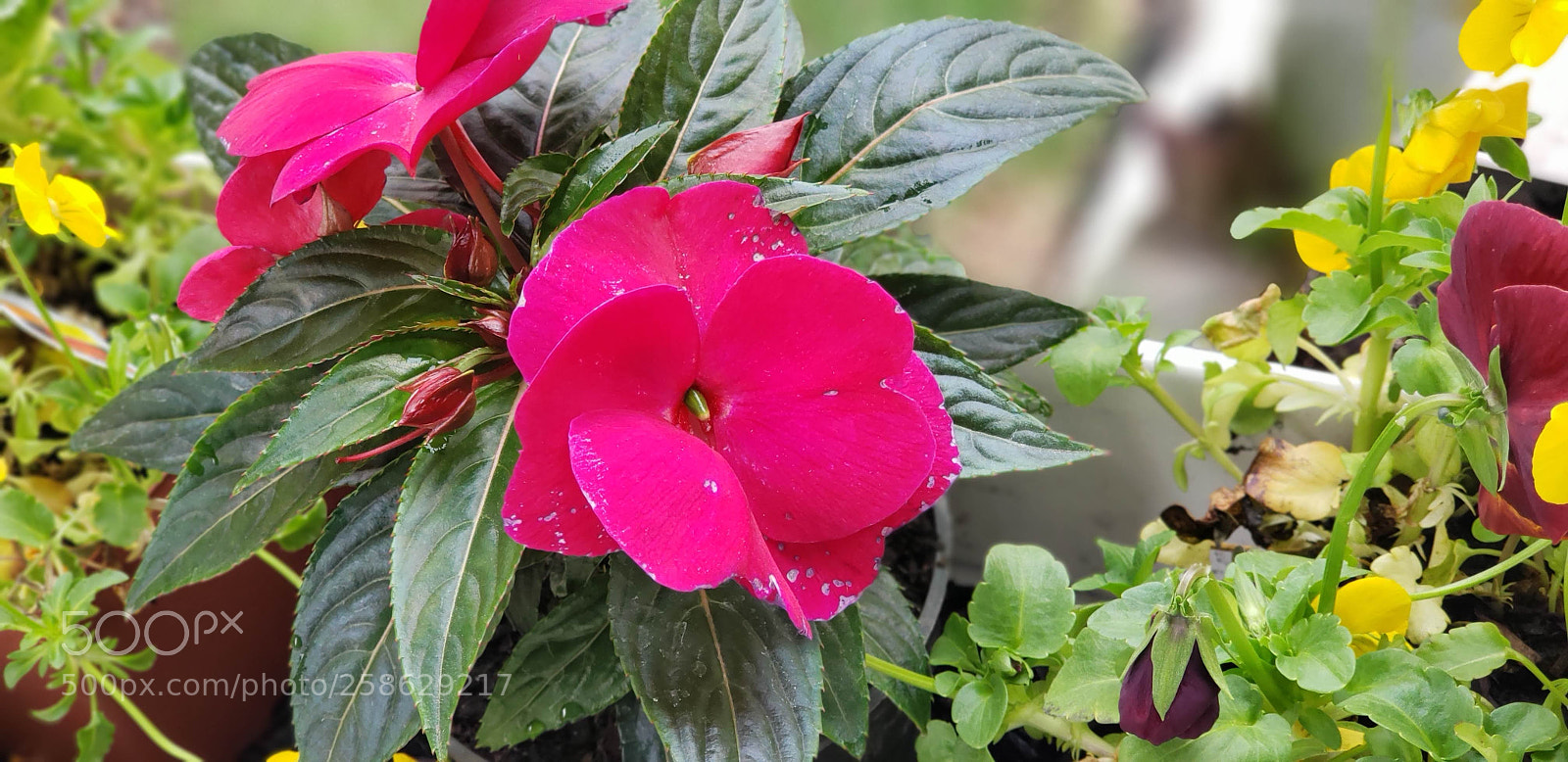 Samsung Galaxy S9+ sample photo. 20180519_162953.jpg photography