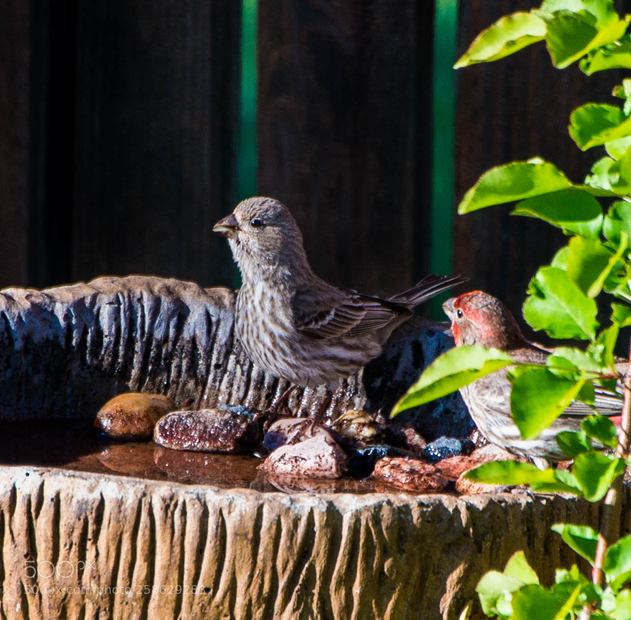 Nikon D800 sample photo. Fr photography