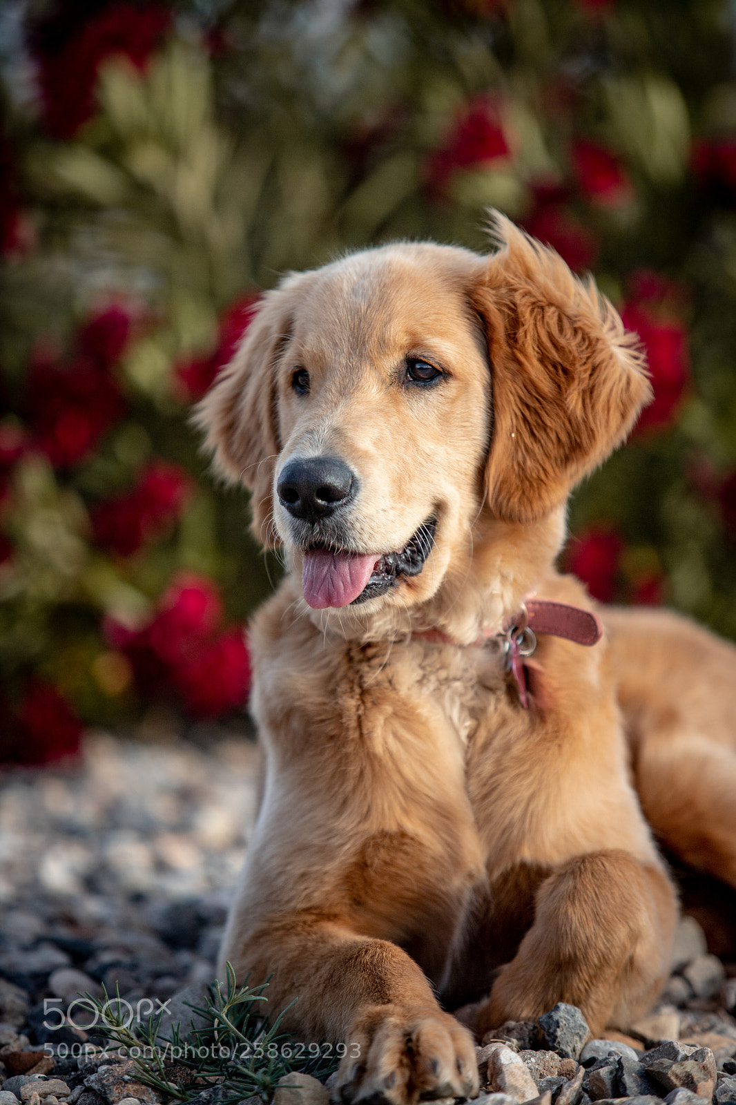 Canon EOS 6D Mark II sample photo. Golden retriever photography