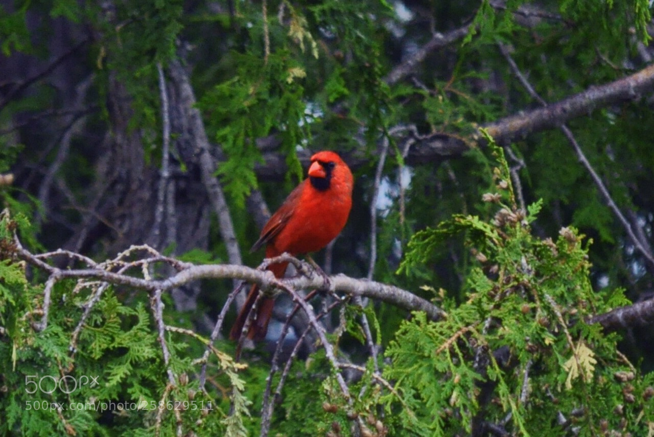 Nikon D5000 sample photo. Spring visitor photography
