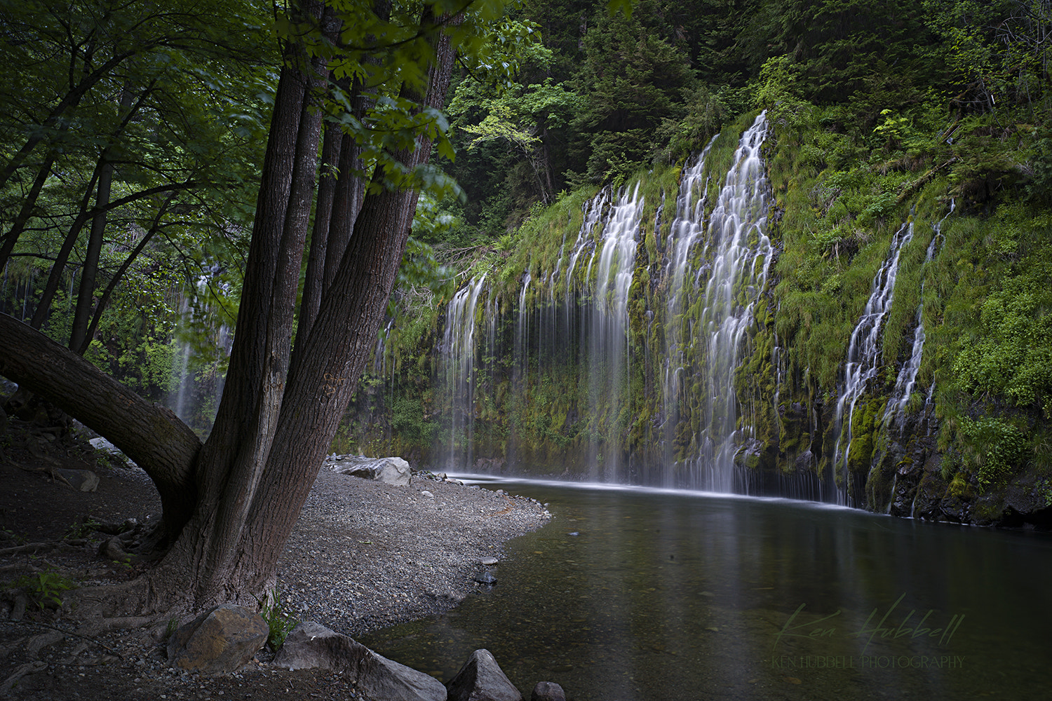 Hasselblad X1D-50c sample photo. Black bear photography