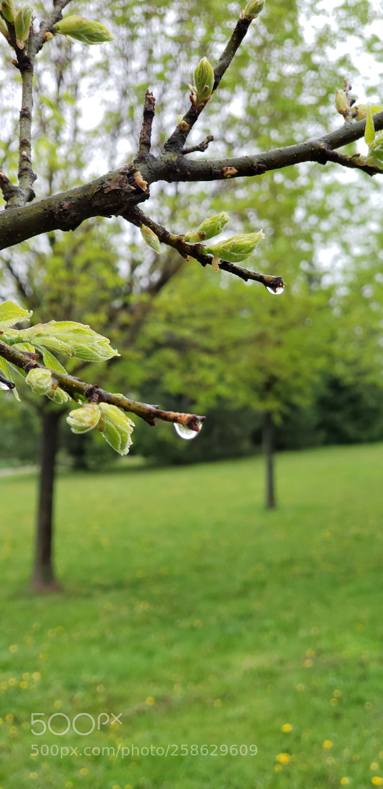 Samsung Galaxy S9+ sample photo. 20180519_142602.jpg photography