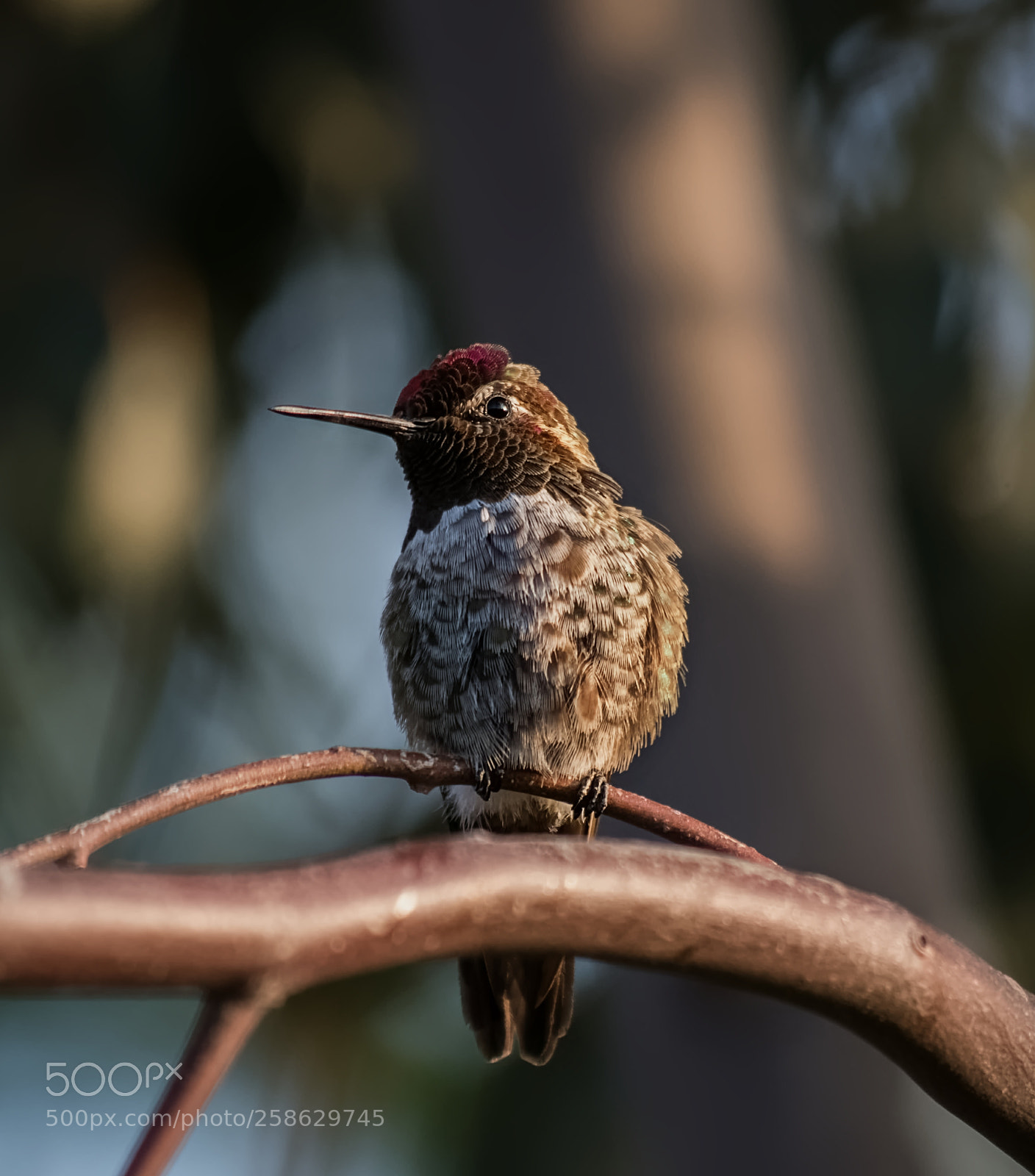 Pentax K-50 sample photo. Favorite perch photography