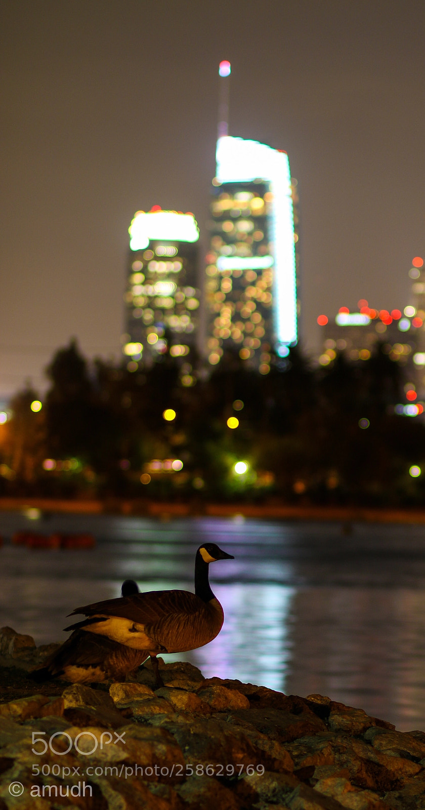 Canon EOS 70D sample photo. Embrace light photography