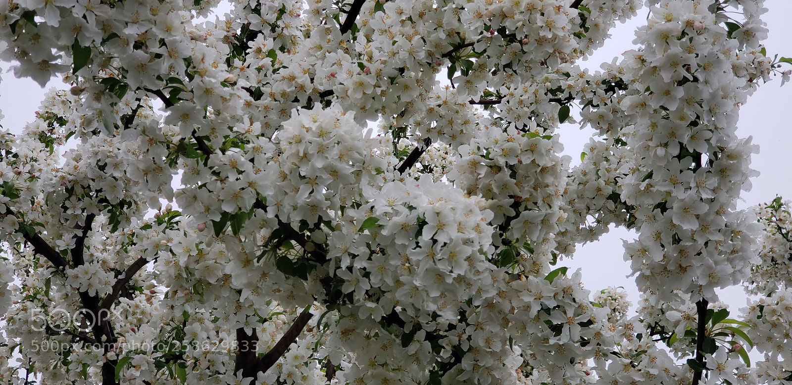 Samsung Galaxy S9+ sample photo. 20180519_135616.jpg photography