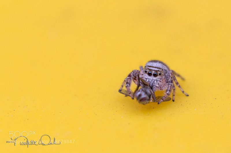 Canon EOS 6D sample photo. Dinner time photography