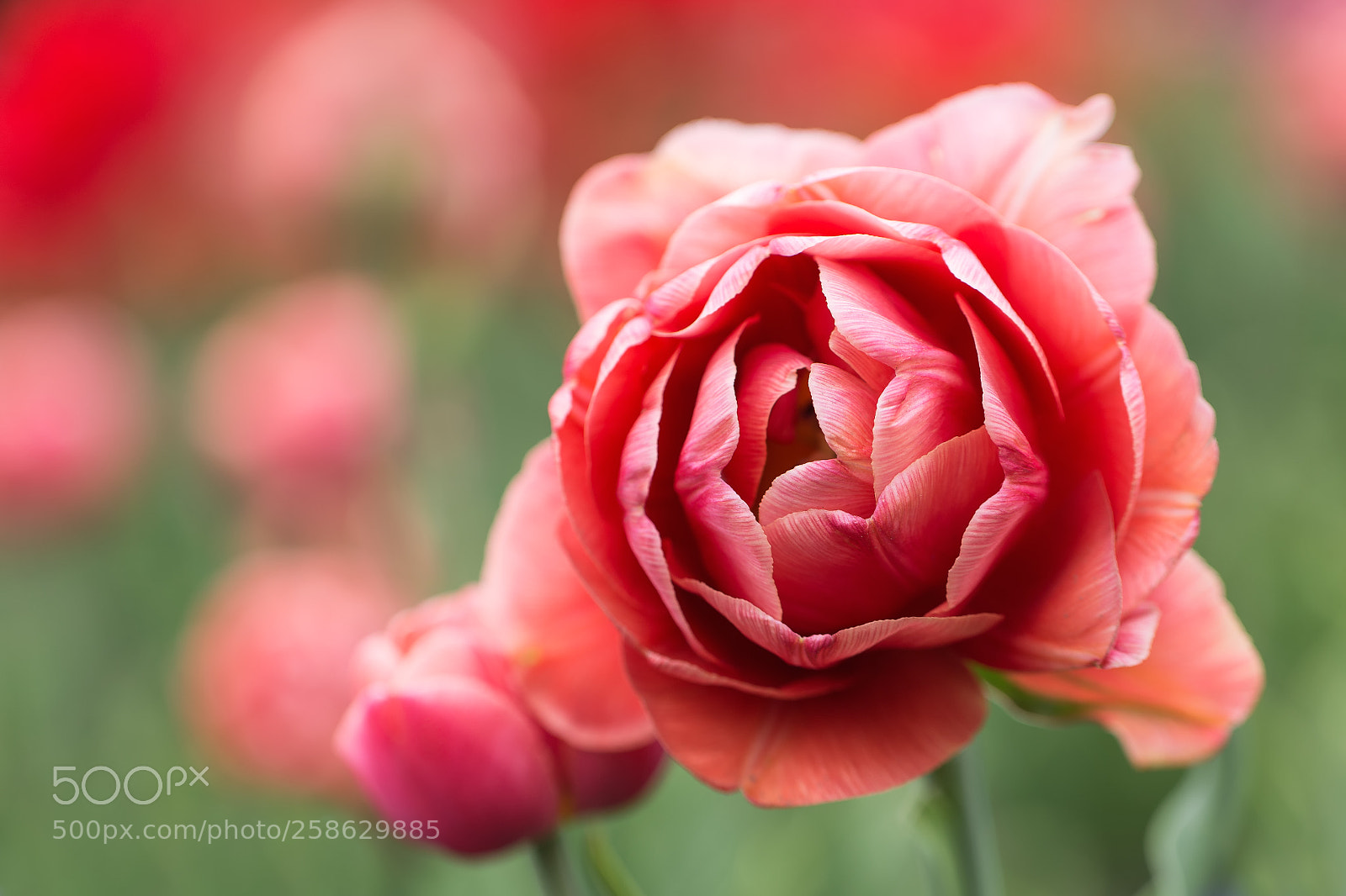 Canon EOS 6D sample photo. Full bloom photography