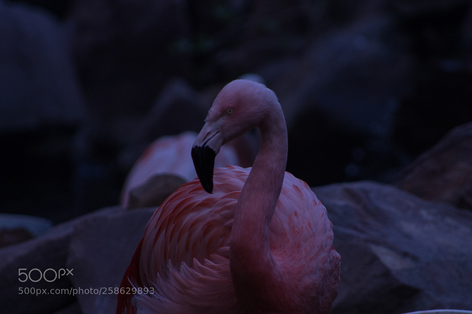 Canon EOS 1100D (EOS Rebel T3 / EOS Kiss X50) sample photo. A bird photography