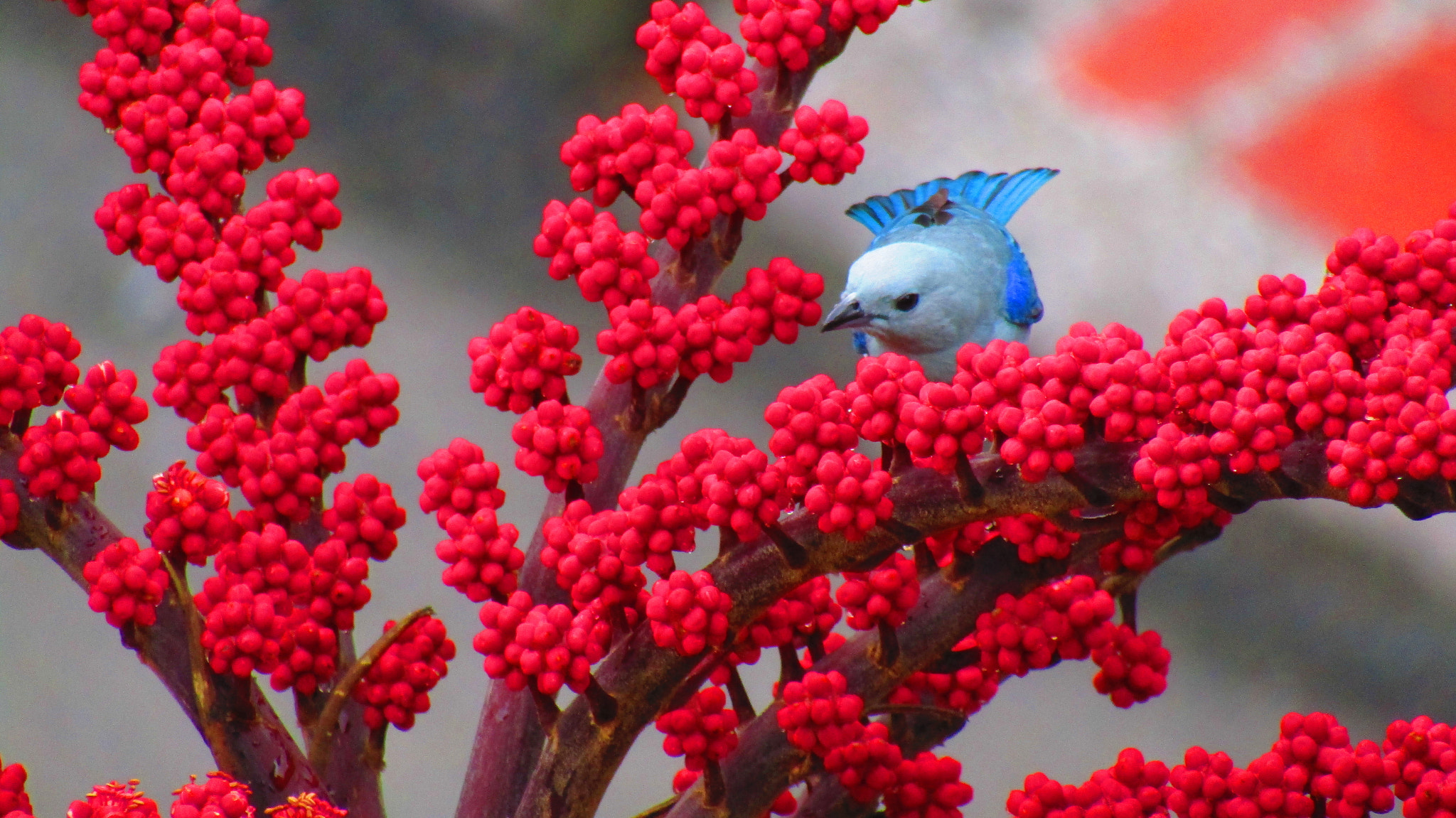 Canon PowerShot SX420 IS sample photo. Blue in red photography