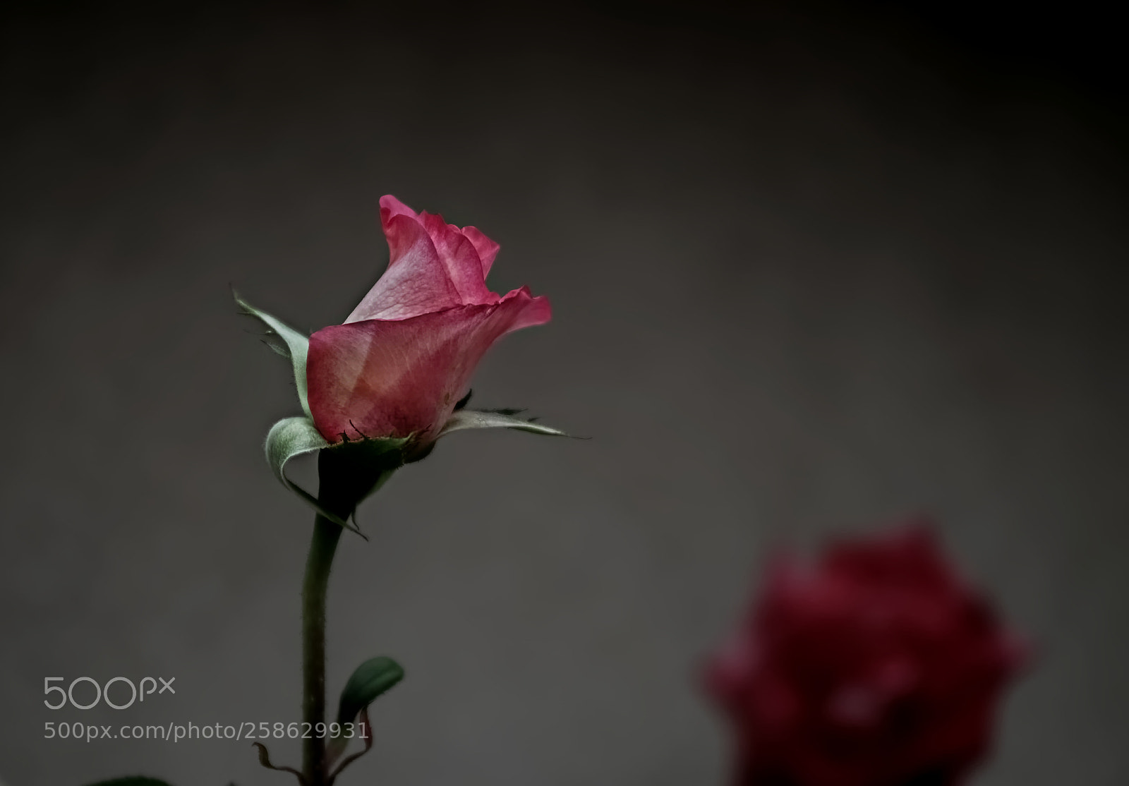Pentax K-50 sample photo. Grey and pink photography
