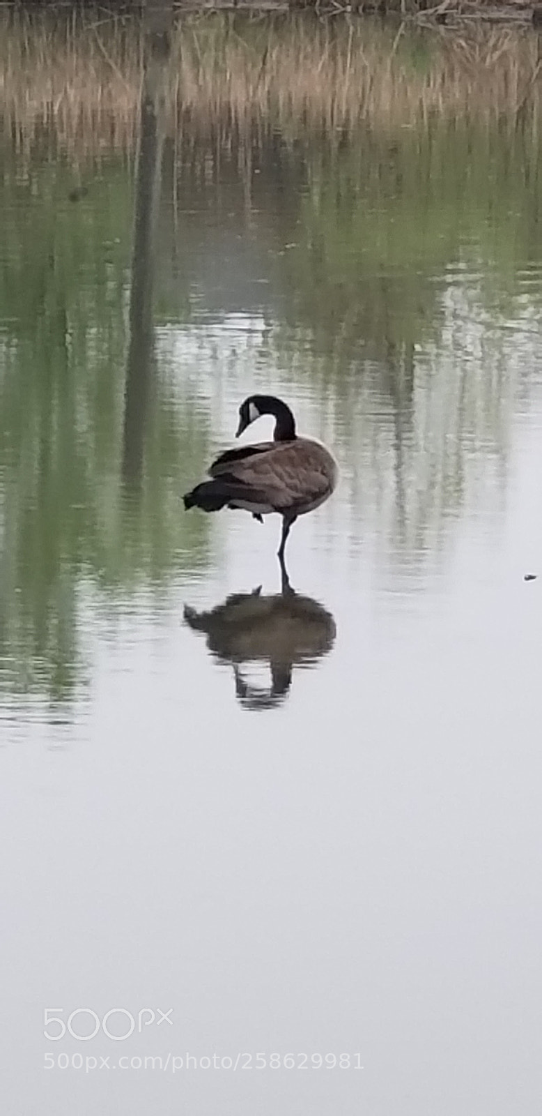 Samsung Galaxy S9+ sample photo. 20180519_140654.jpg photography