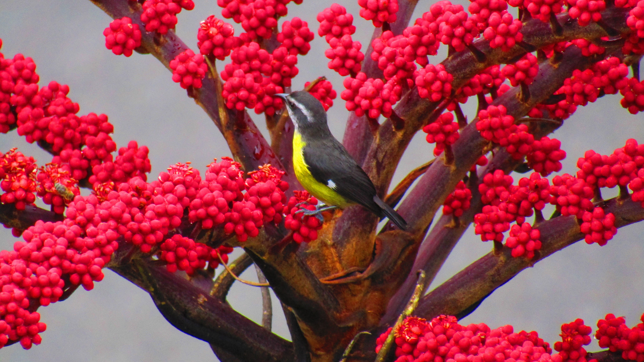 Canon PowerShot SX420 IS sample photo. Palm fruits photography