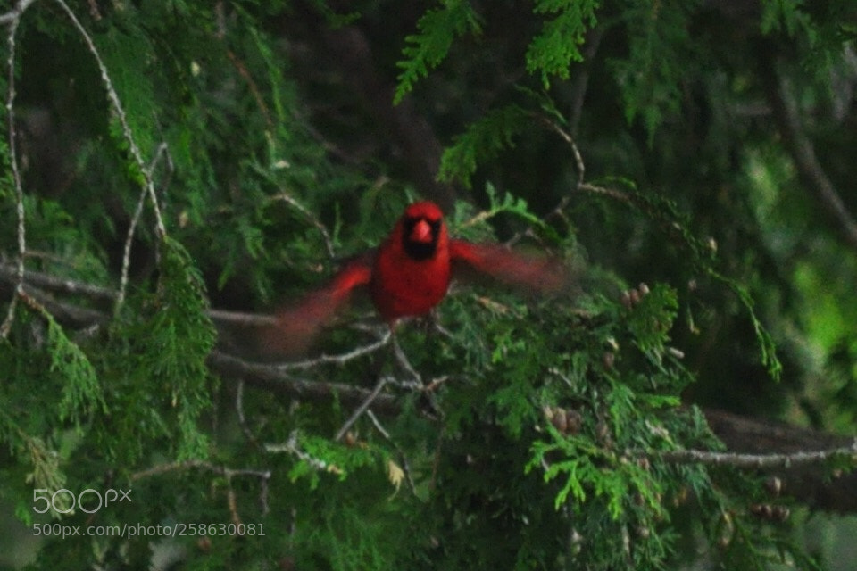 Nikon D5000 sample photo. Flying cardinal photography