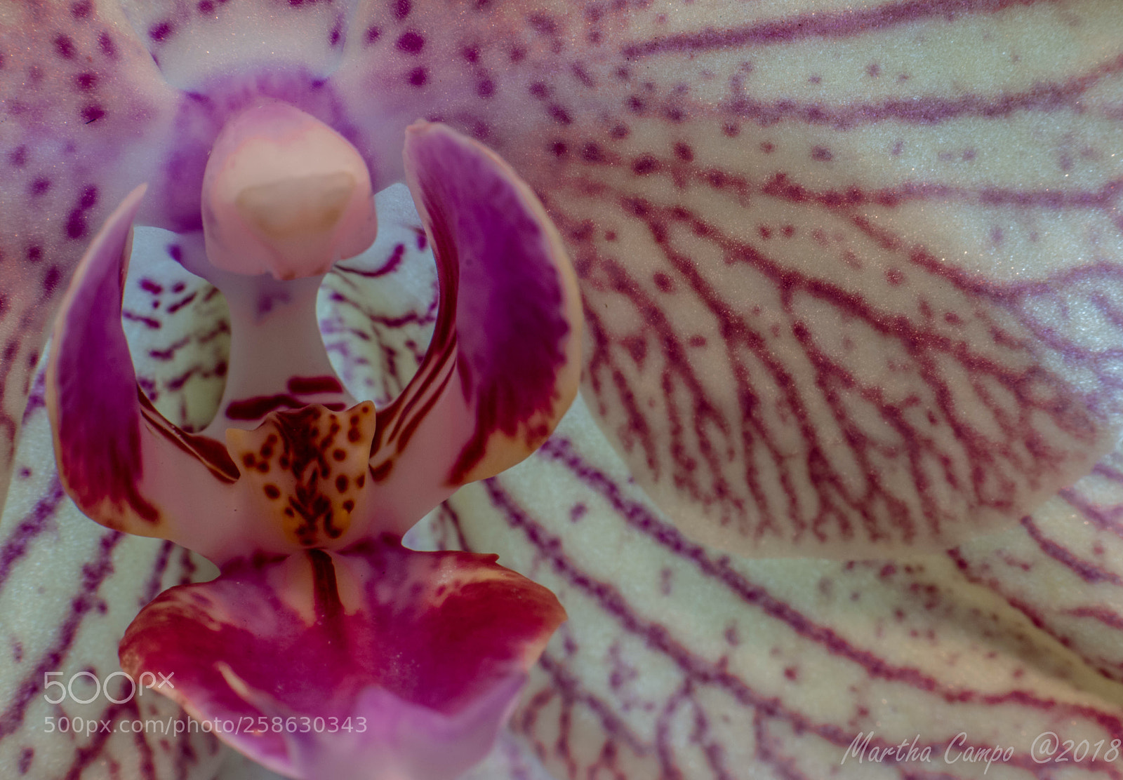 Nikon D5500 sample photo. Orquid closeup photography