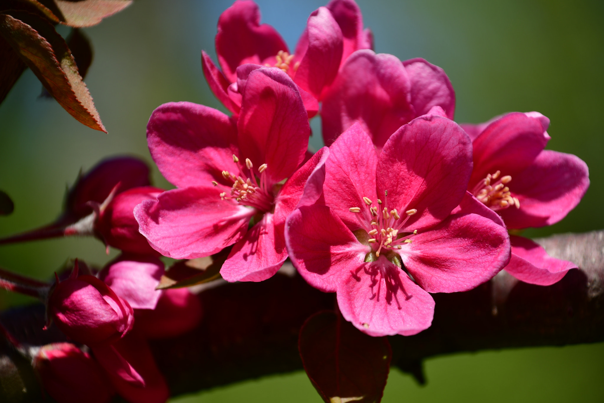 Nikon D7500 sample photo. Morning fresh  photography