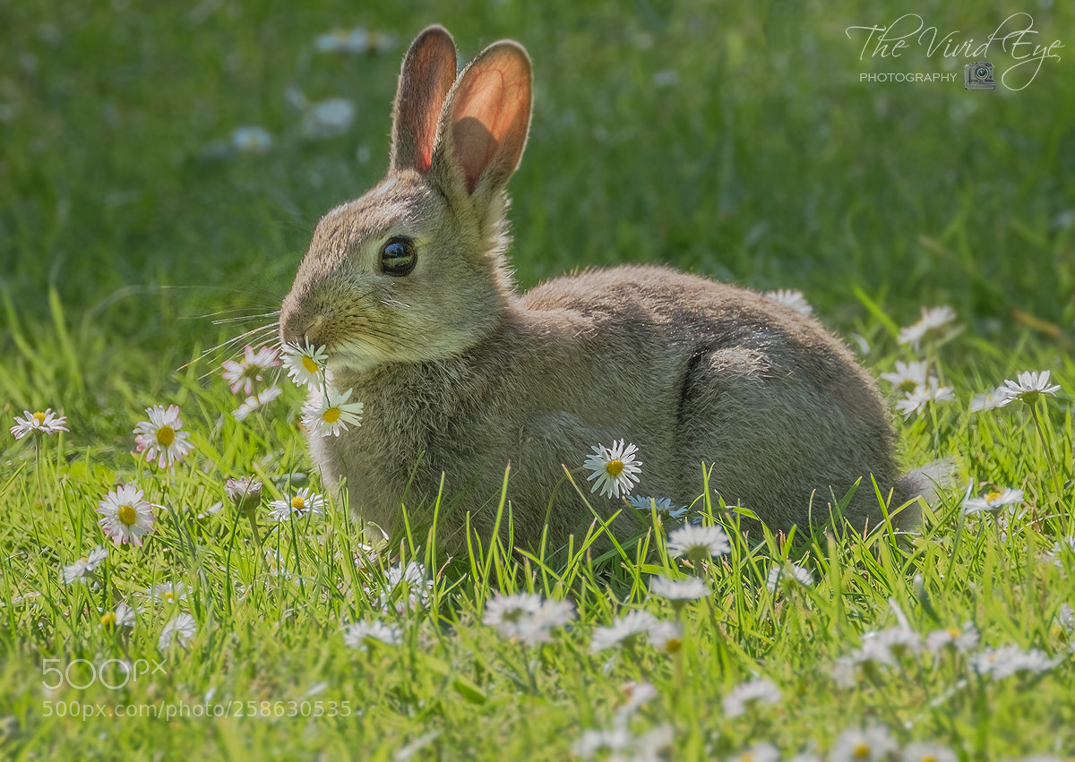 Fujifilm X-T2 sample photo. Spring photography