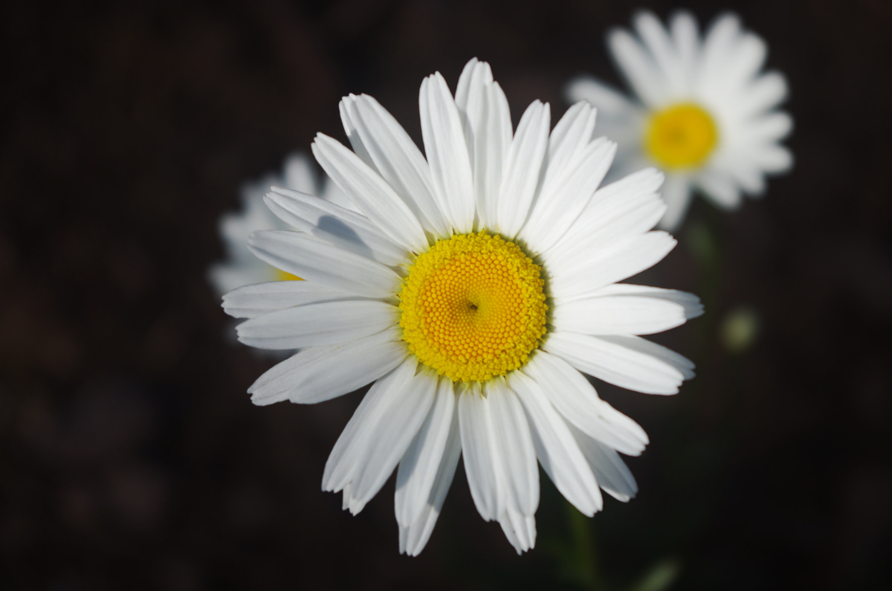 Pentax K-5 + smc PENTAX-DA L 18-55mm F3.5-5.6 sample photo. 雏菊 photography