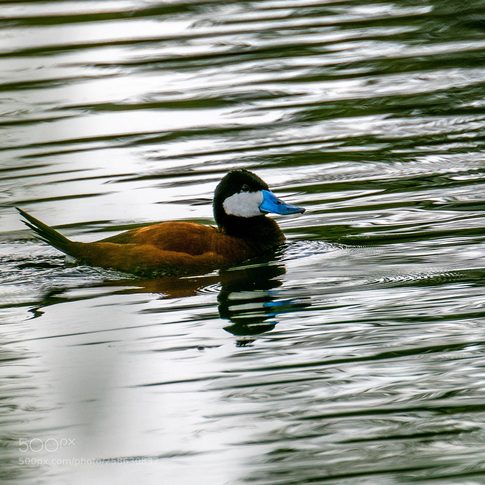 Nikon D500 sample photo. Blue bill photography